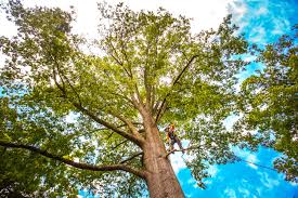 Best Seasonal Cleanup (Spring/Fall)  in Helena West Helena, AR